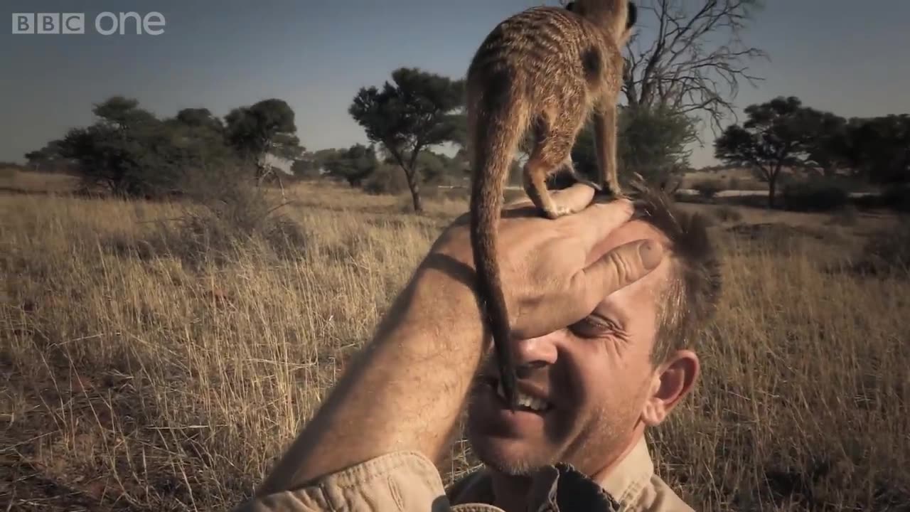 Magic meerkat moments - BBC