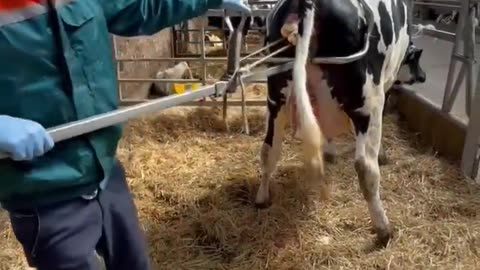 Assistance during childbirth #cows #veterinär