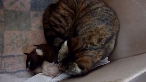 Mama Cat's Reaction to Newborn Puppy