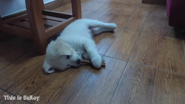 Bailey the Golden Retriever Puppy Struggles to Get Food