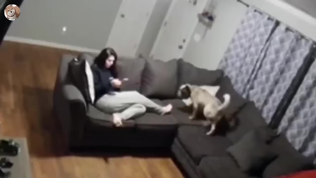 new Funny video of animals try not to laugh