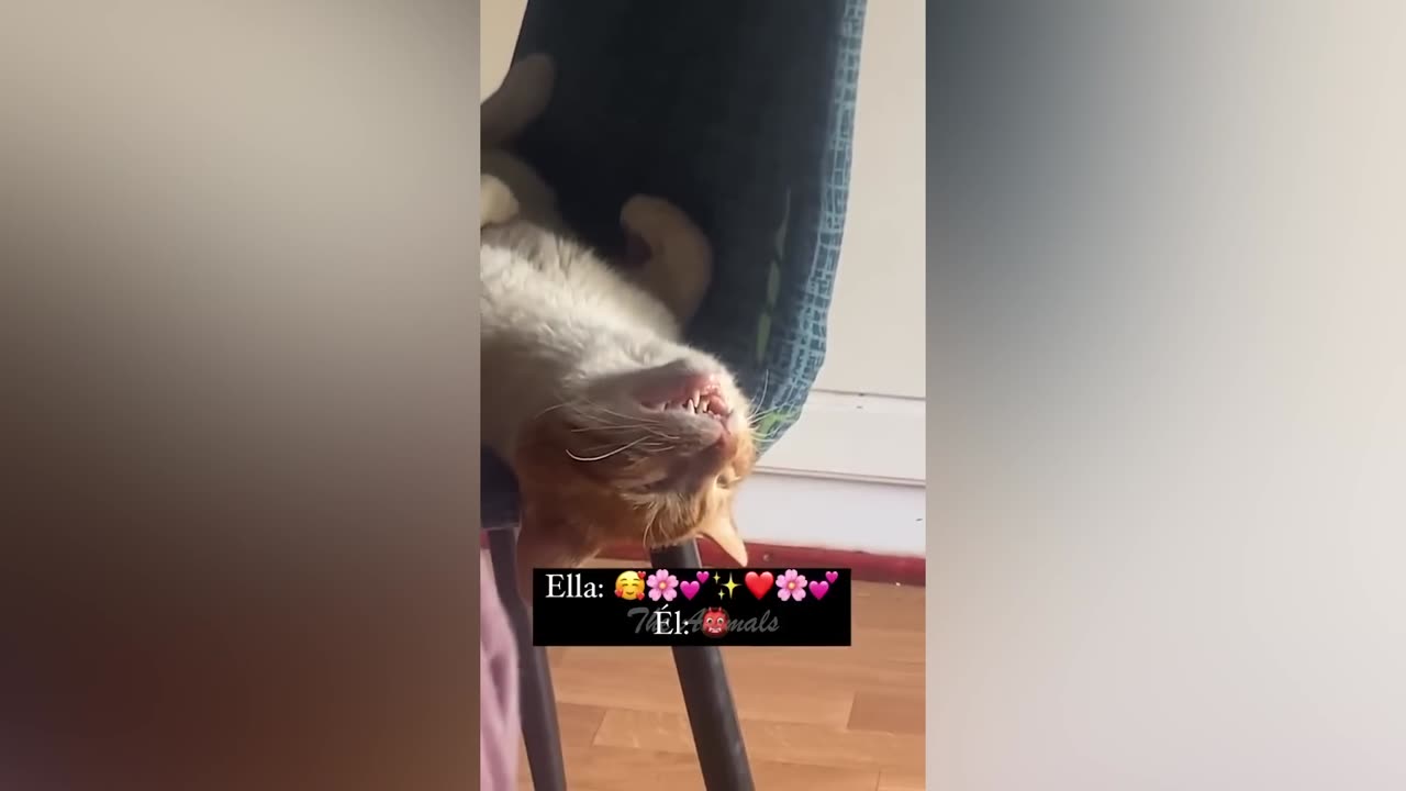 Best Funny Animal Videos Of The 2022 π€£ - Funniest Cats And Dogs Videos πΊπ (24)