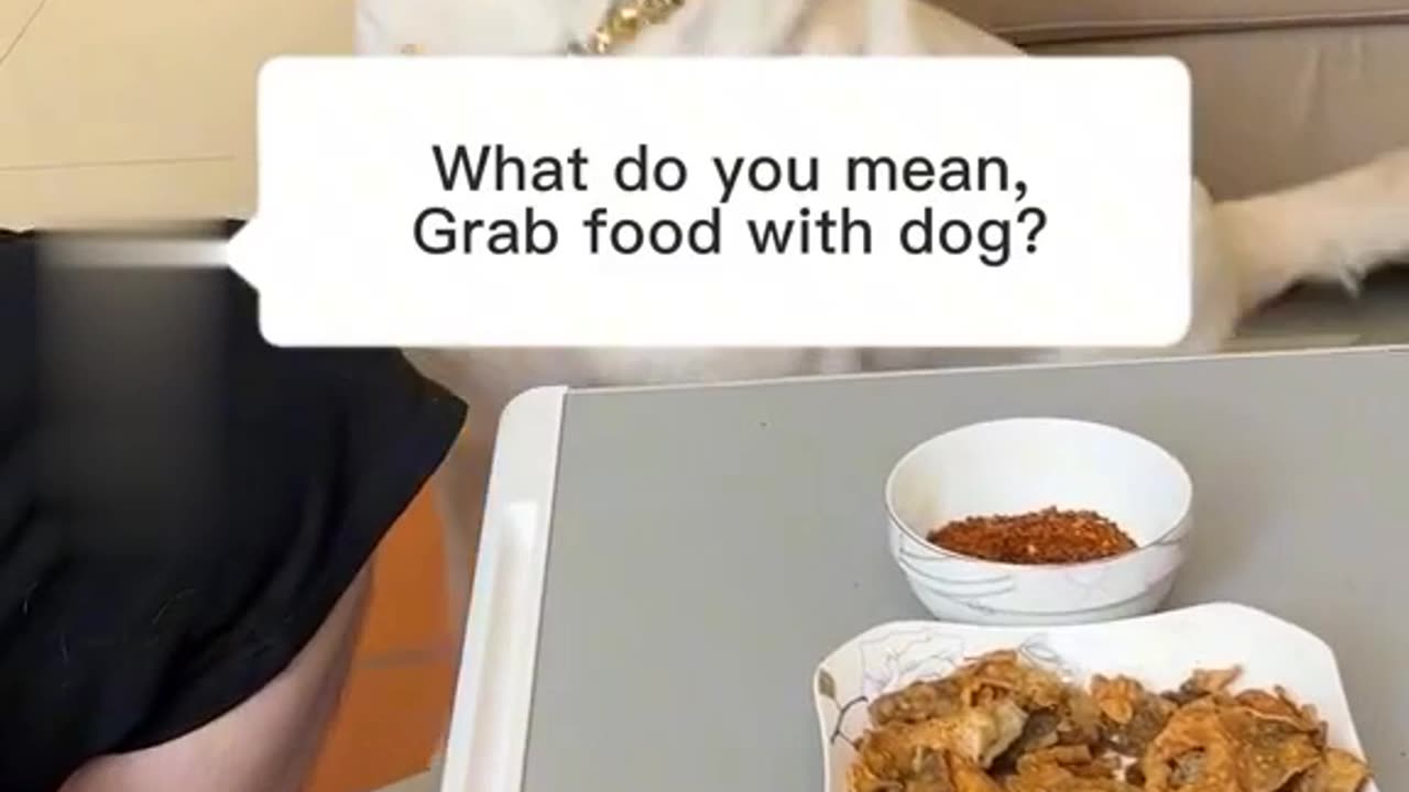 Funny dogs video