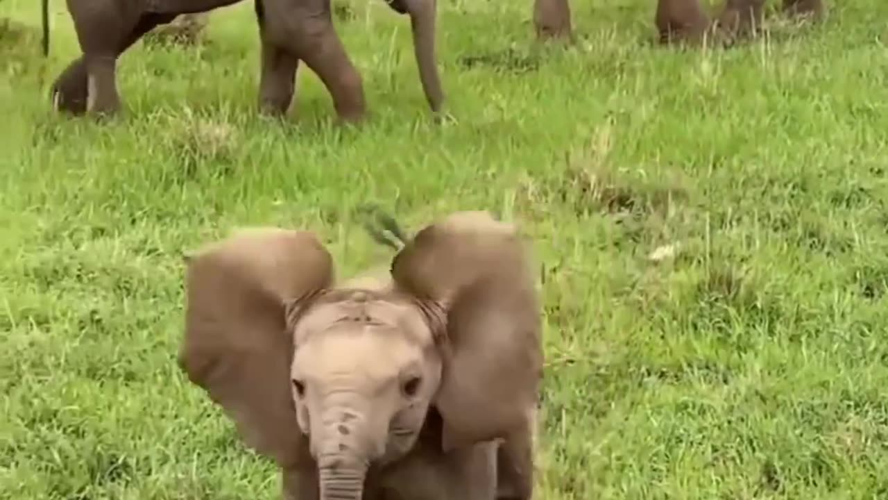 Small Beautifull Elephant Baby