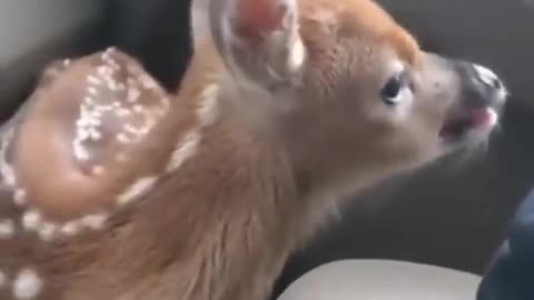 cute baby deer in the car