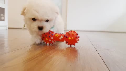 Baby bichon cutest puppy 🐕🐶