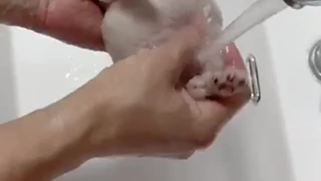 Bathing the Puppy