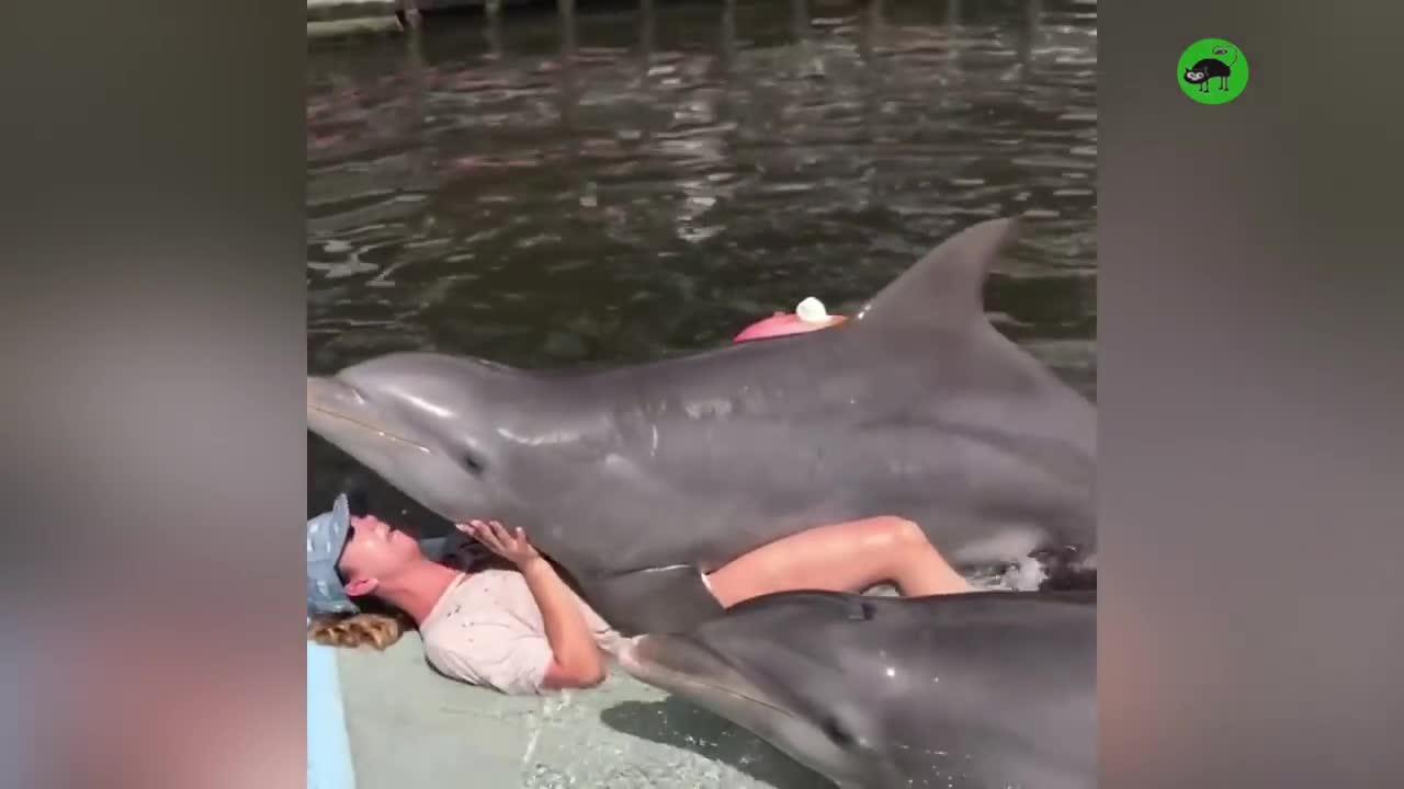 AMAZING DOLPHINS - FUNNY DOLPHINS COMPILATION