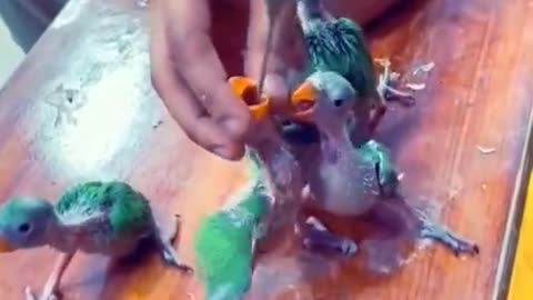 Kind man helps motherless babies