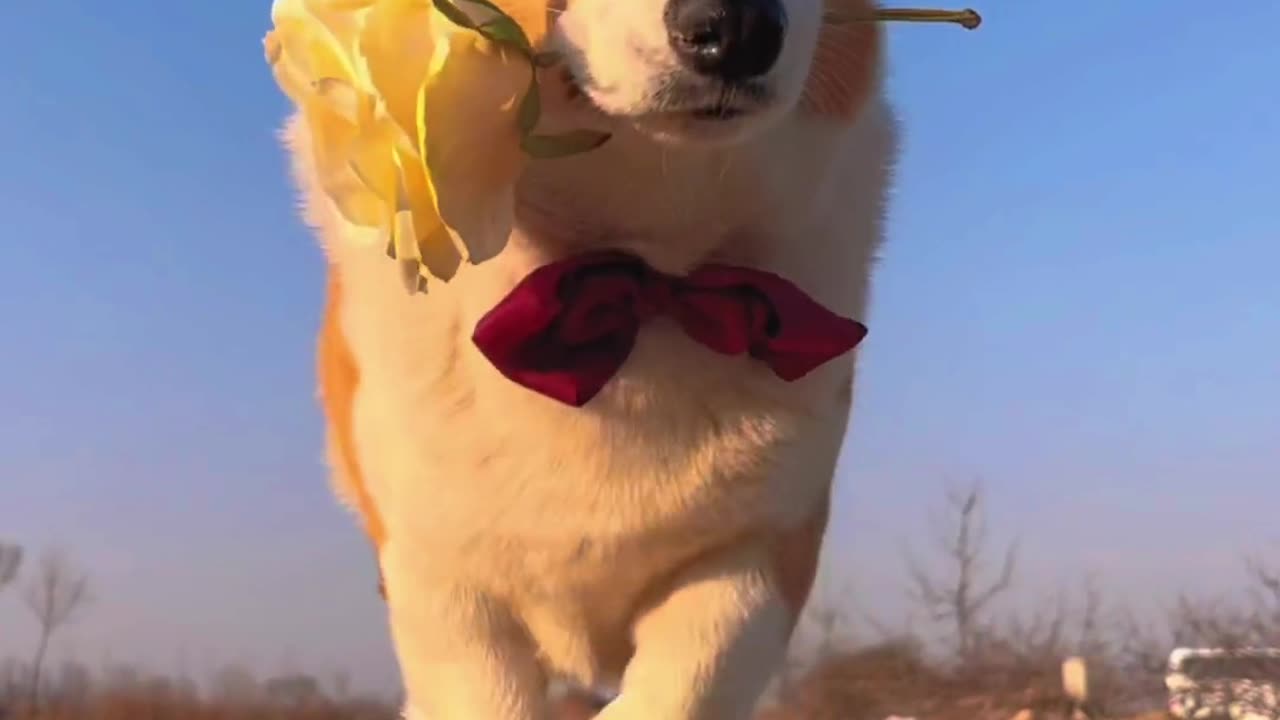 Beautiful dog running with flowers