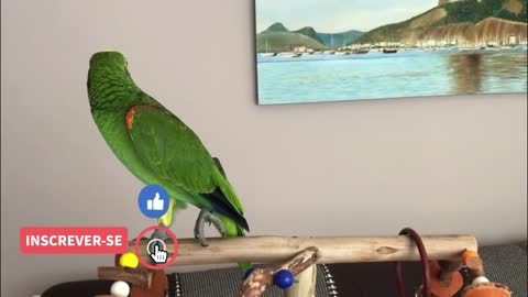 PAPAGAIO FRED CANTANDO QUEEN - OLHA COMO CANTA ! - PAPAGAIO ENGRAÇADO
