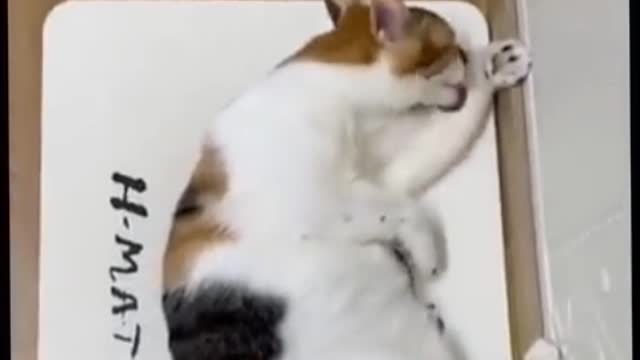 😹 You Definitely Laugh, I Believe In It 😇 - Funniest Cats Expression Video 😇- Funny Cats Life