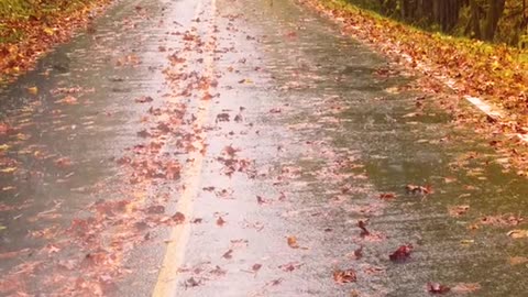 The autumn rain is