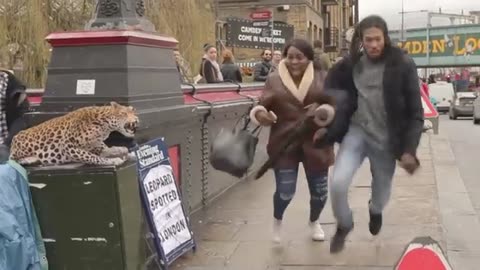 Animal prank