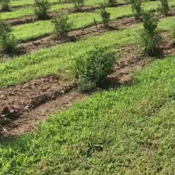 Fast growing evergreen trees At Highland Hill near Philadelphia