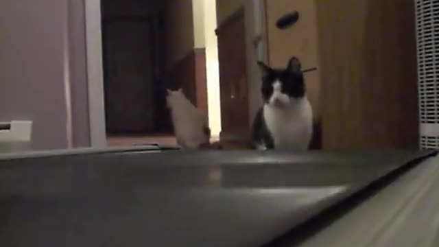 Cats vs Treadmill