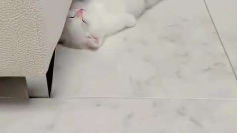 Cute cat videos 🐱