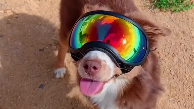 Eye protection is important for dogs too