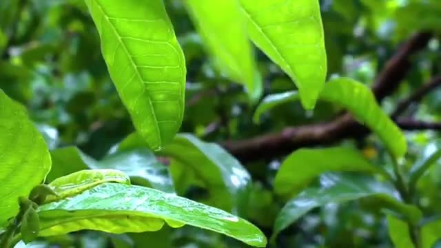 Relaxing Rain Music 30 Seconds|Rainy Day Status Video Download|Rain Background Music 30 Seconds|