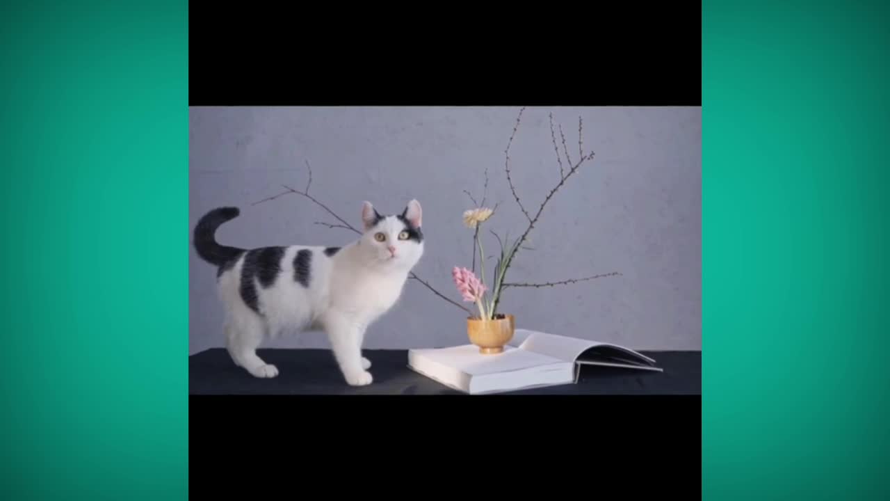 #cat cute cat funny video clip