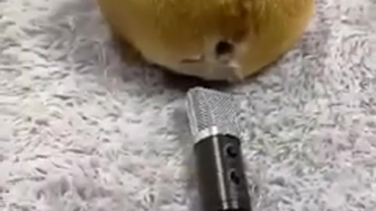 Cute and funny cats moments