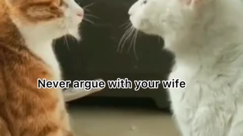 Funny cats videos viral video