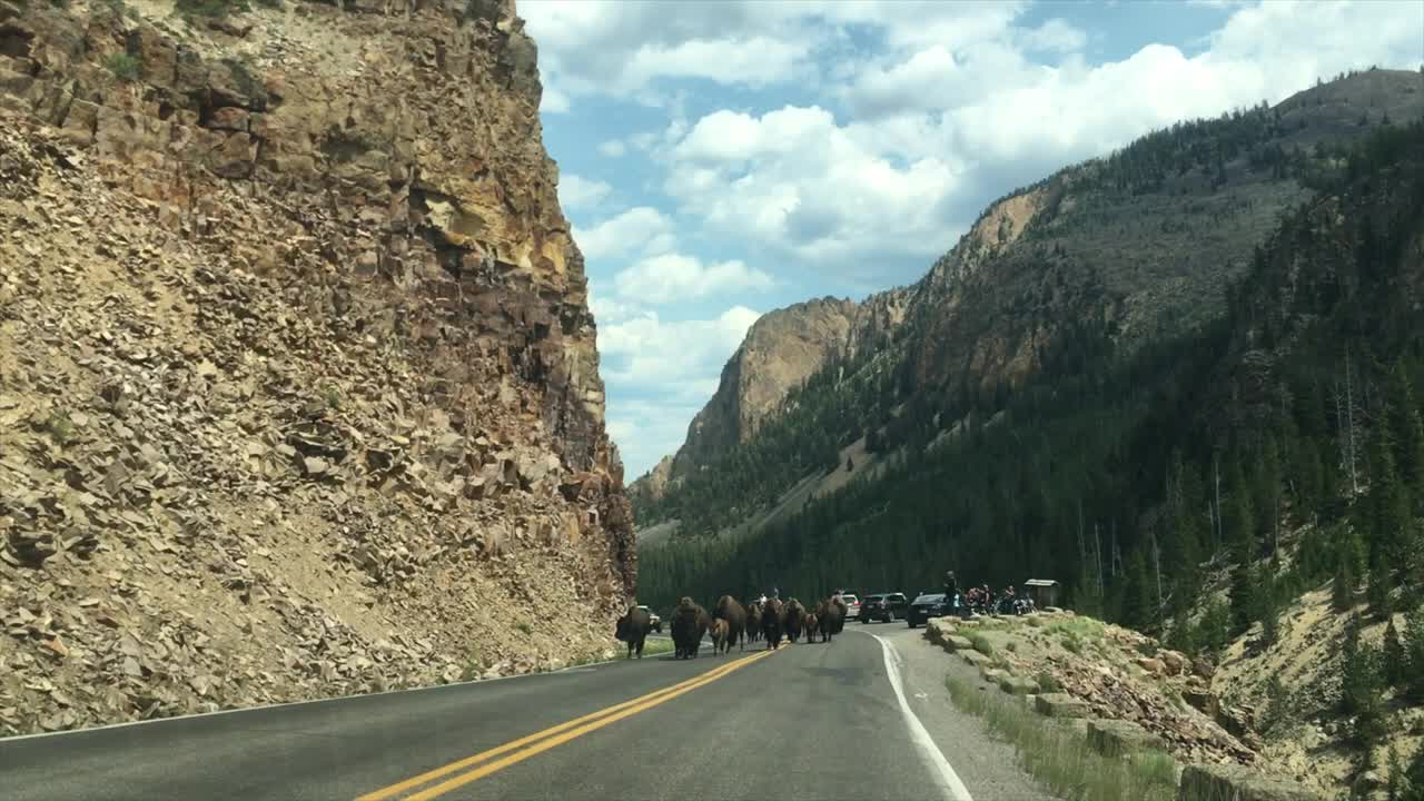 Traffic Jam of Bisons