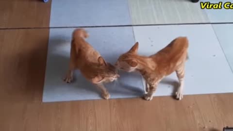 They are cut cat 😺😺 bloody brother fighting because they are angry