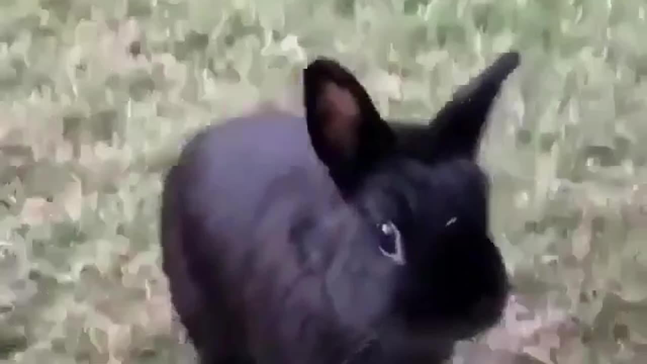 Funny animal videos🤣