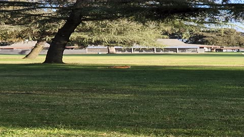 Fox eating goffe on the golf course