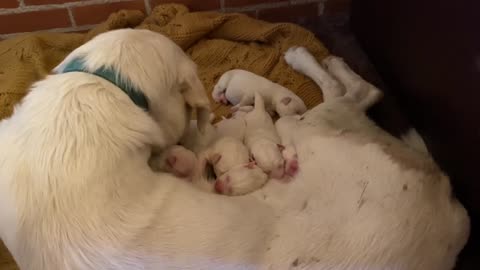 Newborn Pyrenees puppies day 1-4