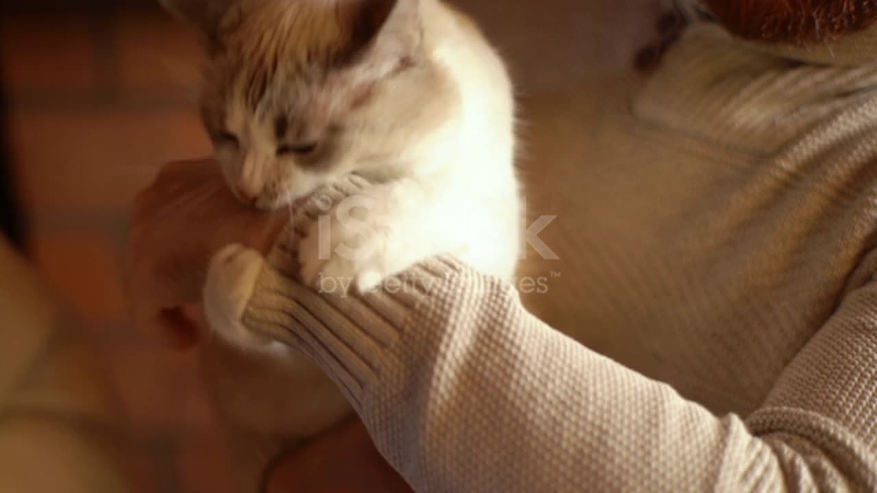 Cute cat playing with her trainer