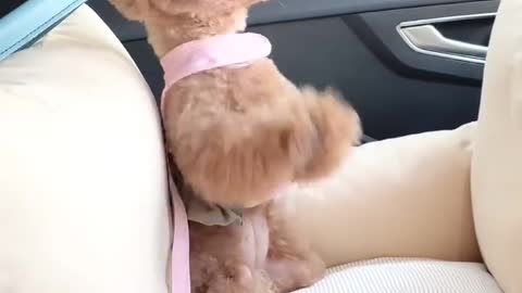 A little dog who likes watching TV