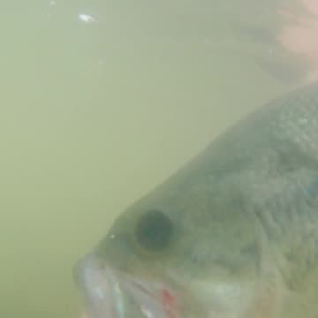 Largemouth Bass Hits Strike King Ned Ocho Popping Free from Rocks