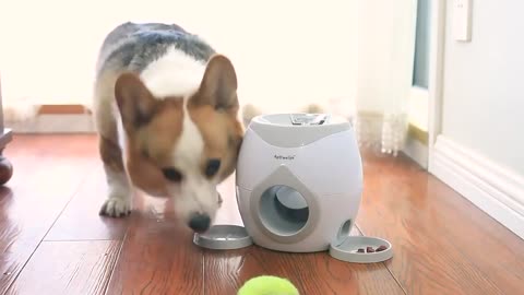Brinquedo interativo para cães, bola de tênis, lançador automático