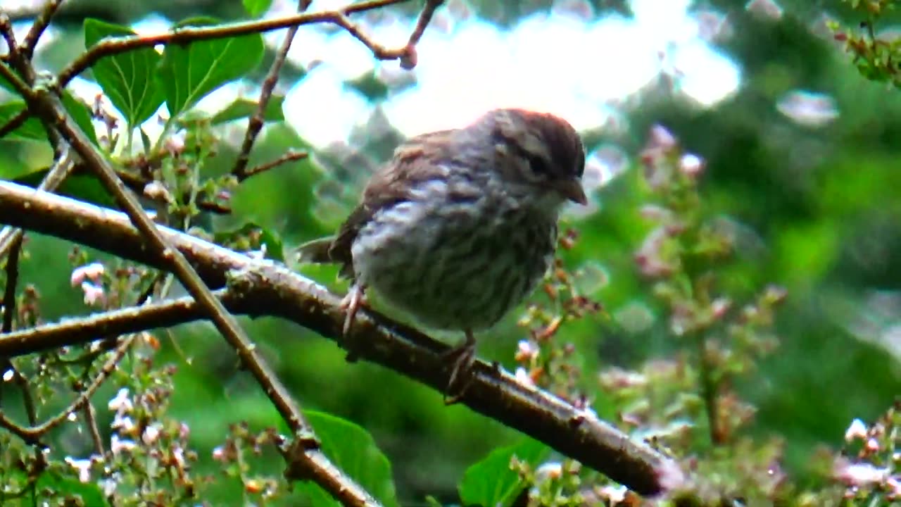 Chirping Sparrow