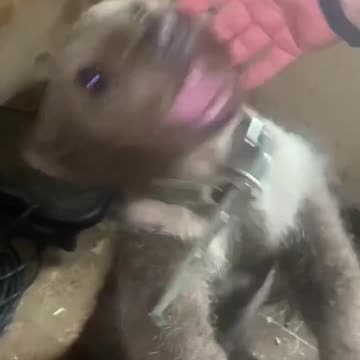 The Akhmat forces rescued a baby bear.