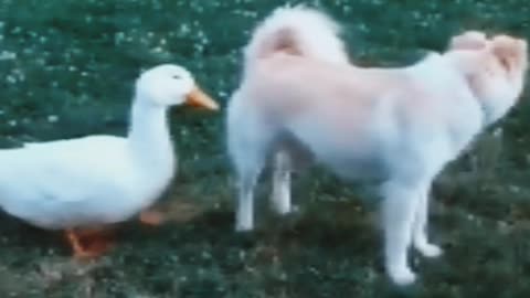 Funniest Animals 2023 -- Funny Dogs and Cats Videos ---- Par
