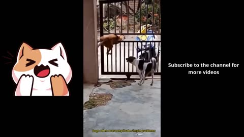 Funny Animals & Cute Pets Videos Compilation 032 #funny animals #healing #shorts
