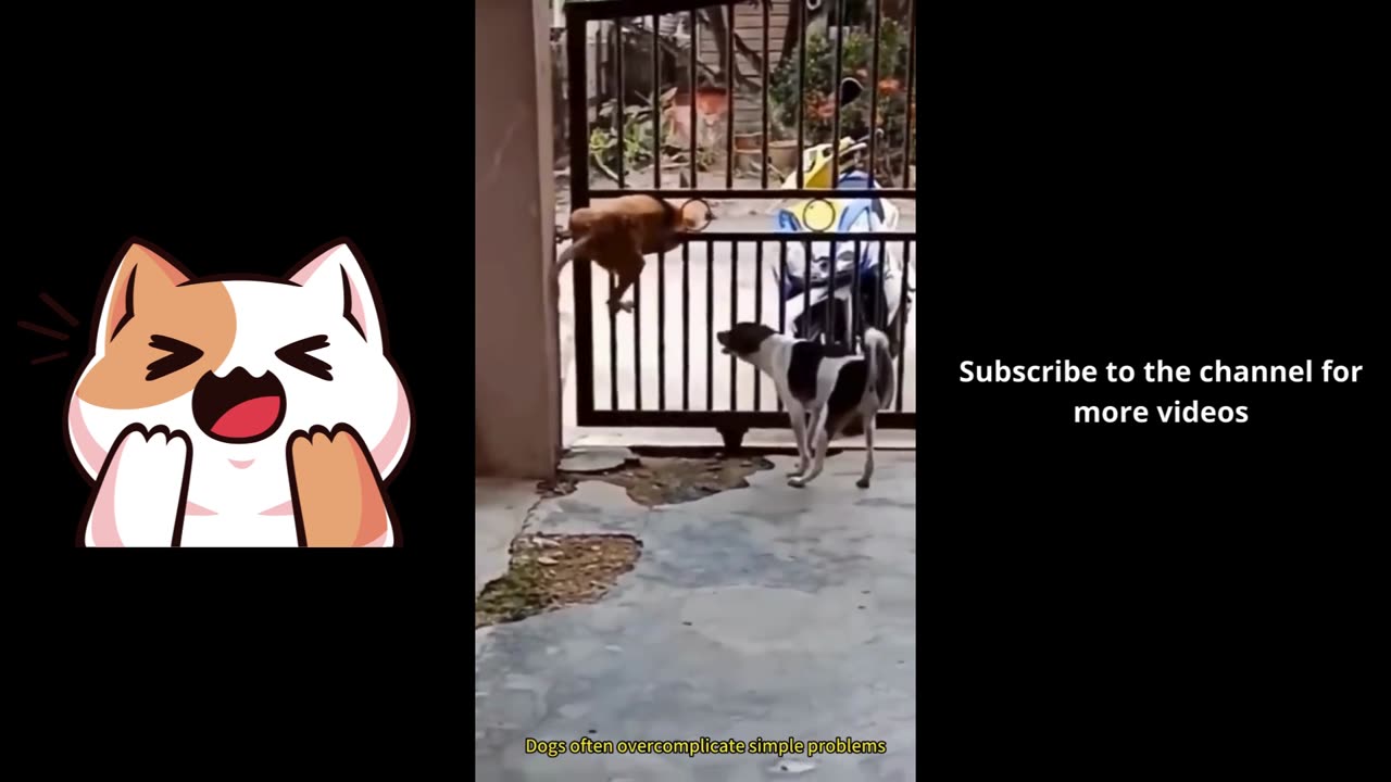 Funny Animals & Cute Pets Videos Compilation 032 #funny animals #healing #shorts