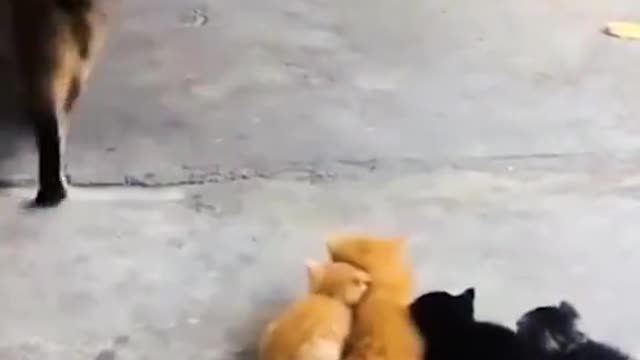 Funny videos cat