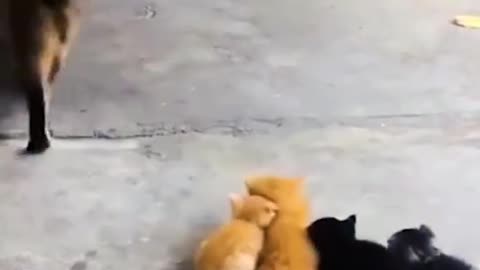 Funny videos cat