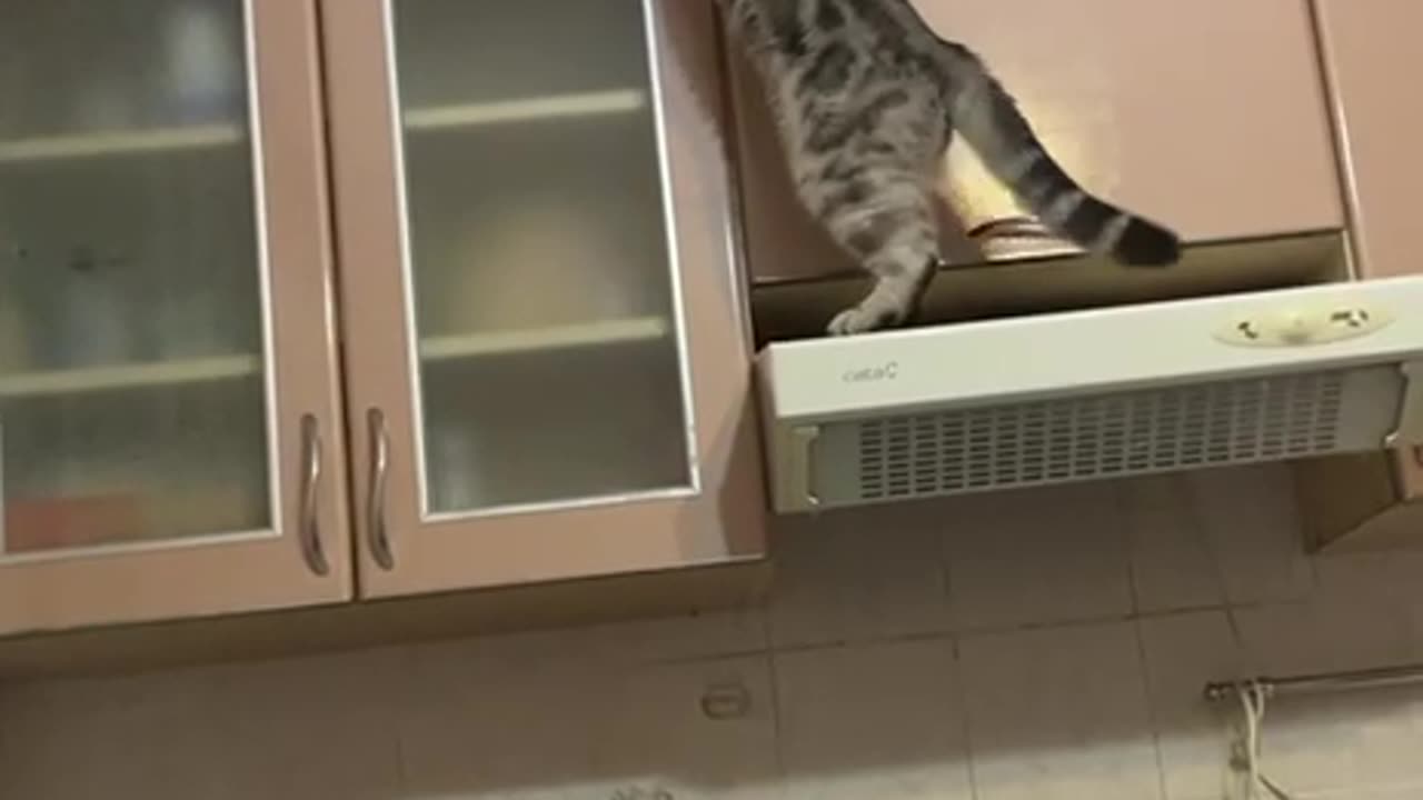 Cat Causes Chaos In Kitchen