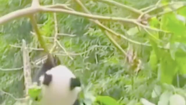 Do you like watching pandas practice in trees