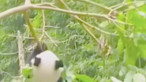 Do you like watching pandas practice in trees
