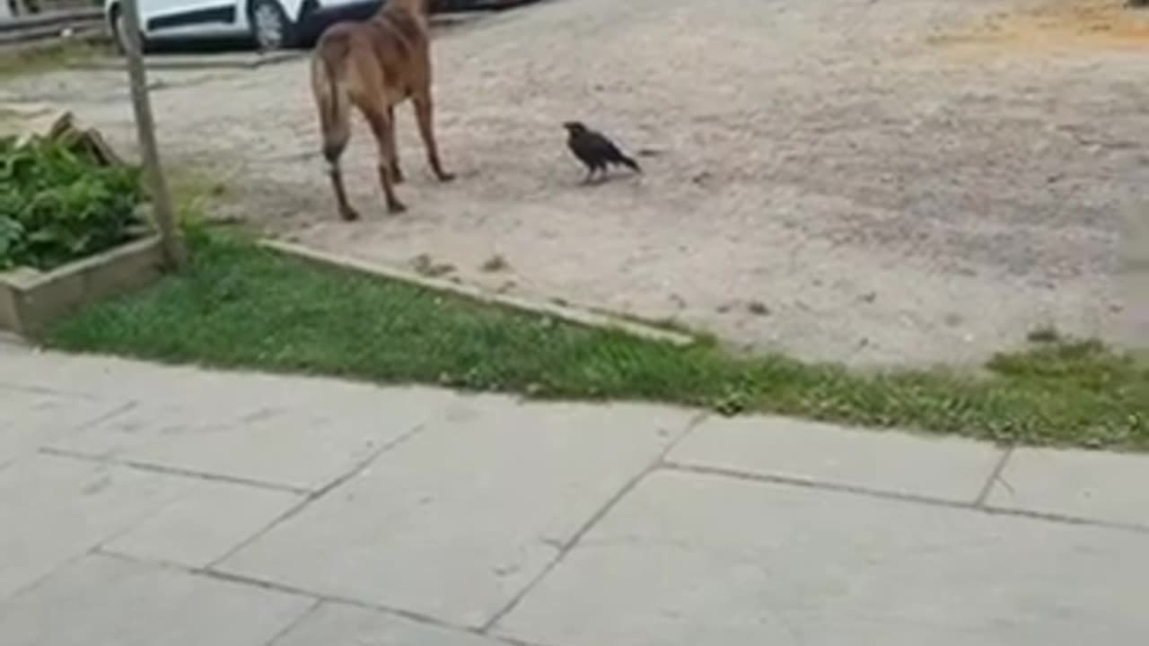 Dogs and Crow Form Unlikely Bond