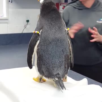 Gennius pengiun is honour of house