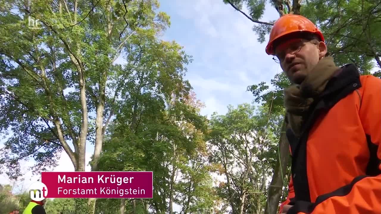 Wenn der Holzfäller mit dem Hubschrauber kommt _ maintower