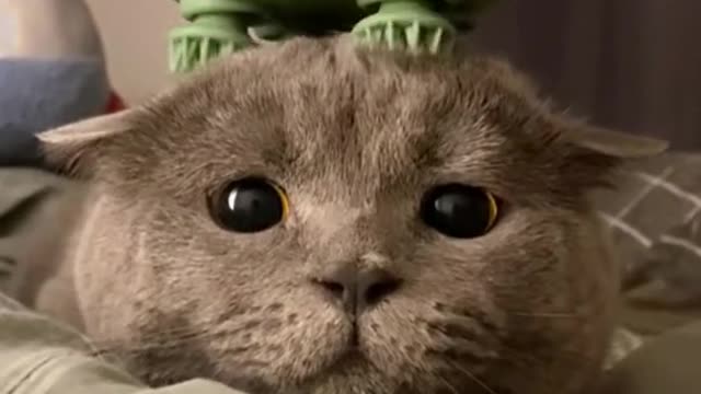 A cute kitten