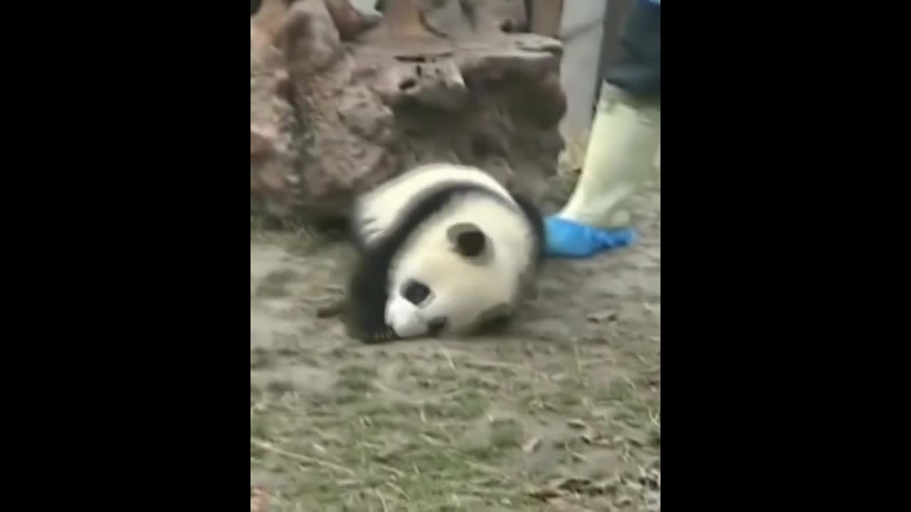 Chinese National Treasure Panda